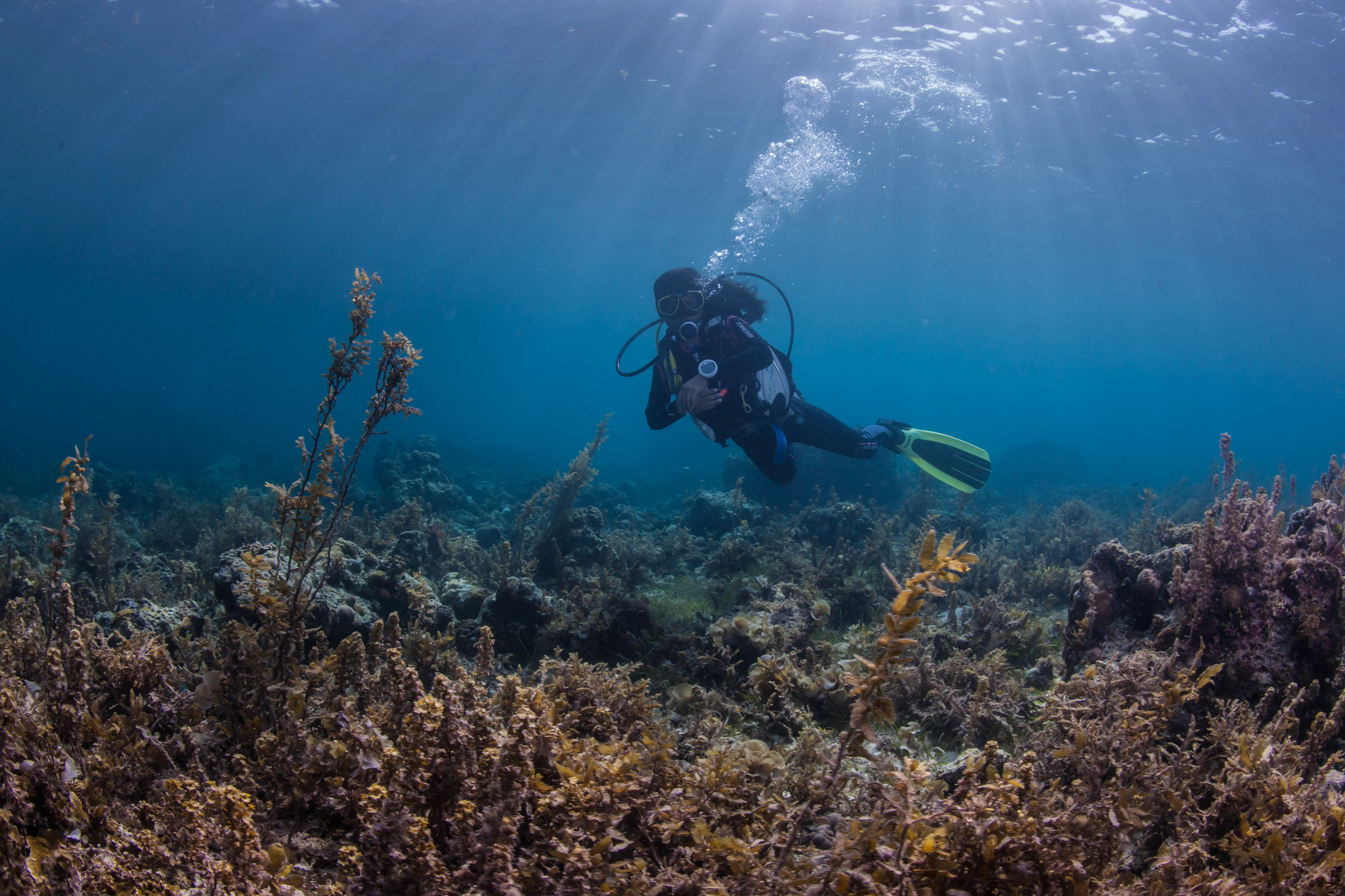 Práctica de habilidades durante un curso de buceo SDI en Mahahual