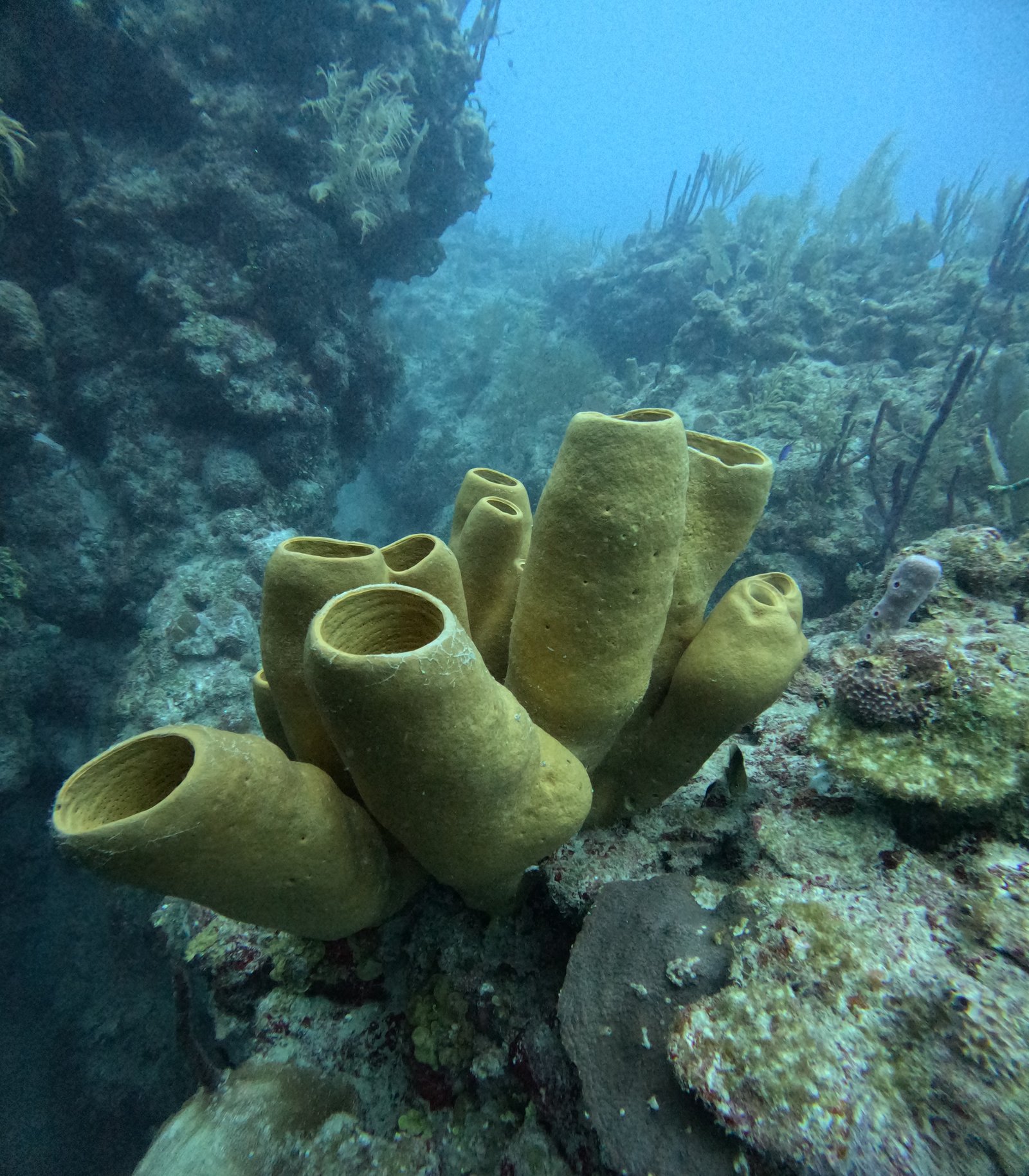 Pared de coral en Banco Chinchorro con tiburones