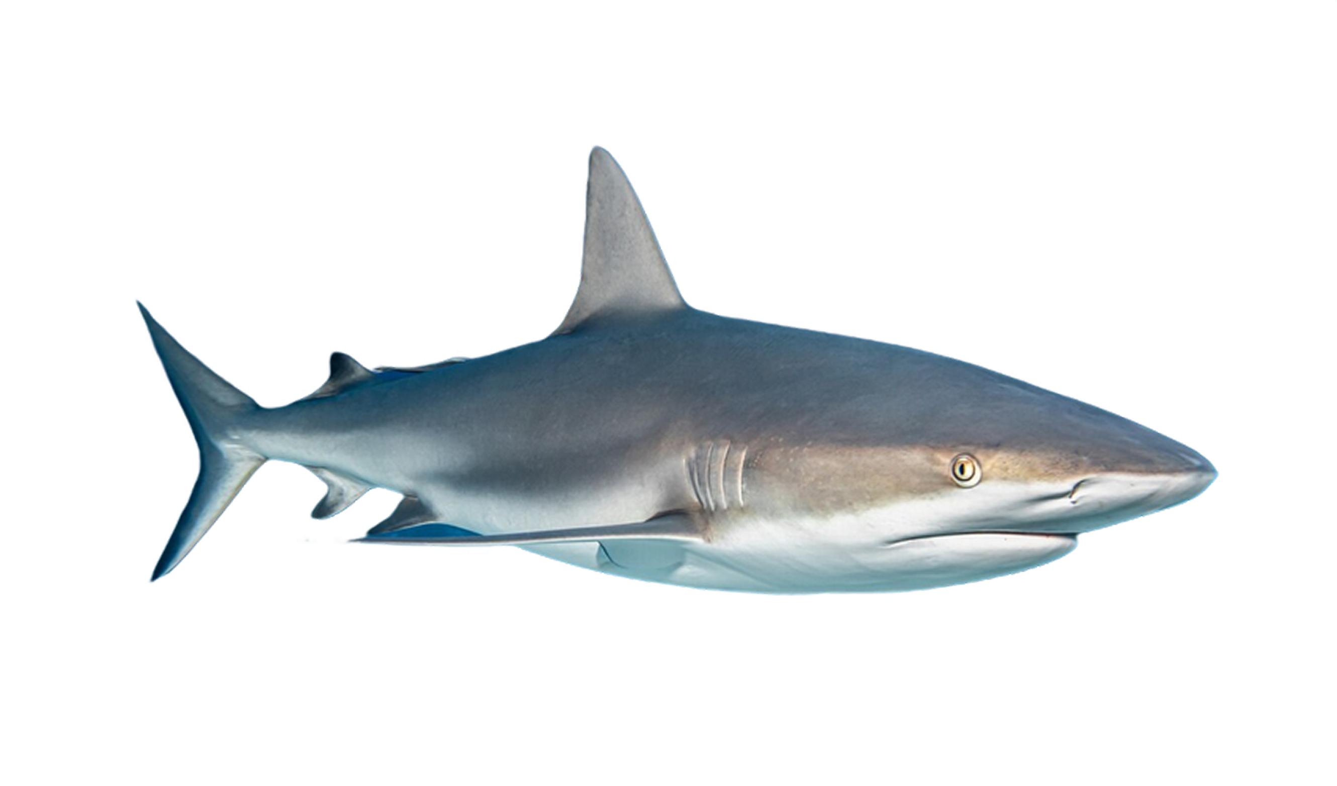 Tiburón Toro